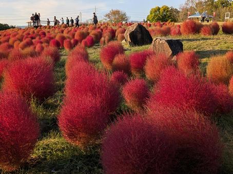 赤いコキア コキア,赤,赤いの写真素材
