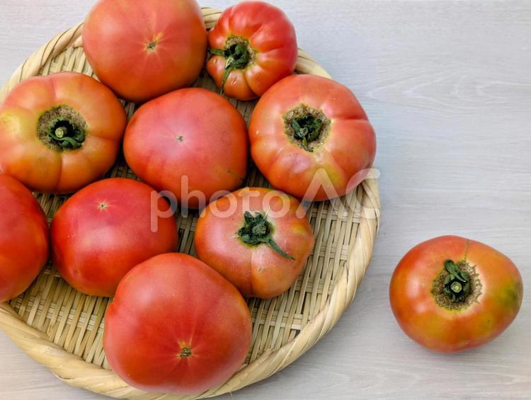 採れたての夏野菜（真っ赤なトマト）2 夏,夏野菜,トマトの写真素材