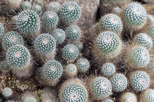 マミラリア・ビコロル・ニベア(白珠丸) マミラリア・ビコロル・ニベア(白珠丸) マミラリア,ビコロル,ニベアの写真素材