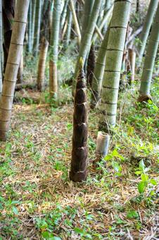 育ちすぎた筍 筍,竹やぶ,山の写真素材