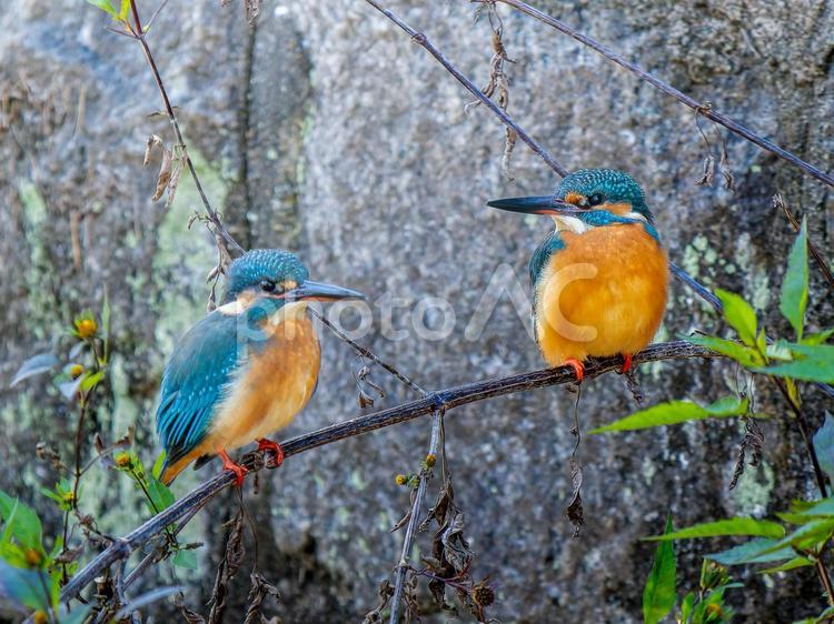 枝にとまるカワセミのカップル カワセミ,野鳥,鳥の写真素材
