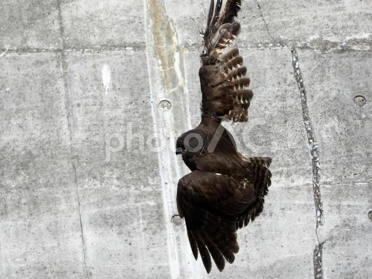 テグスがからまり暴れるアオバヅク 鳥,野鳥,アオバヅクの写真素材