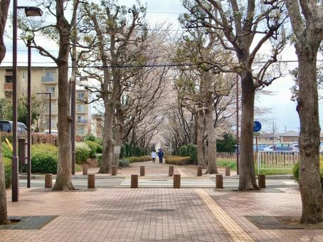 桜の季節-30 桜の季節-30 桜,木,幹の写真素材