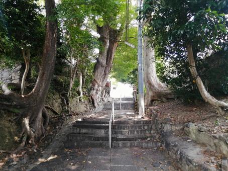 大廣寺 参道 大廣寺 参道の写真