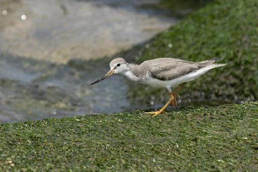 ソリハシシギ ソリハシシギ ソリハシシギ,シギ,鳥の写真素材