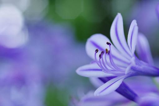 アガパンサス 紫君子蘭 紫の花 アガパンサス 紫君子蘭 紫の花の写真