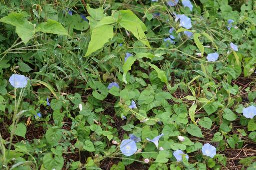 青くて小さい道端の花 青くて小さい道端の花 花,ミニ,朝顔の写真素材