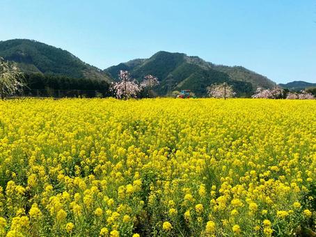 菜の花畑と遠くに見える赤いトラクター 菜の花畑と遠くに見える赤いトラクター 菜の花,菜の花畑,春の写真素材