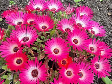 花リビングストンデージーの写真