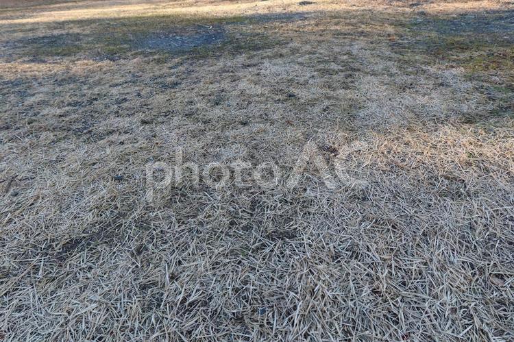 冬の枯芝 公園,林,木の写真素材