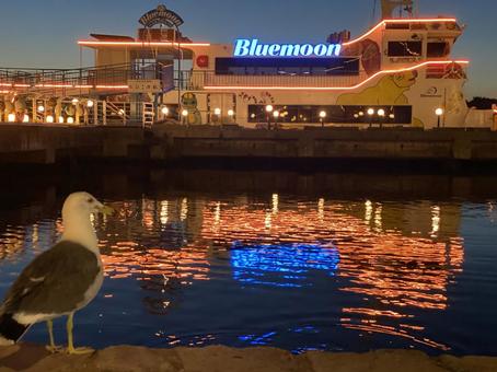 Bluemoonとウミネコ Bluemoonとウミネコの写真