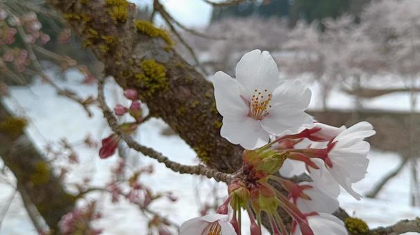 雪中桜 桜,雪,つぼみの写真素材
