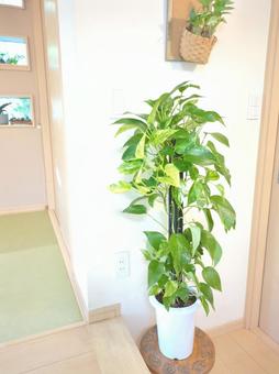 大型観葉植物 ポトス鉢植え 7号鉢ヘゴ 大型観葉植物 ポトス鉢植え 7号鉢ヘゴの写真