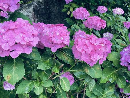 ピンク色の紫陽花の写真