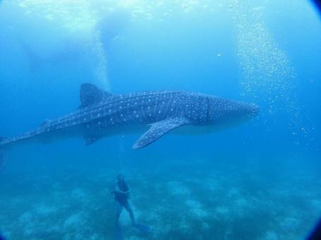 ジンベイザメ ジンベイザメ ジンベイザメ,海,サメの写真素材