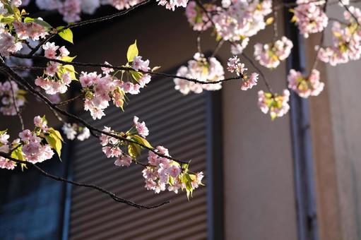 桜 桜の写真