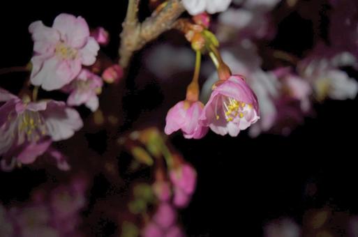 夜桜 夜桜の写真