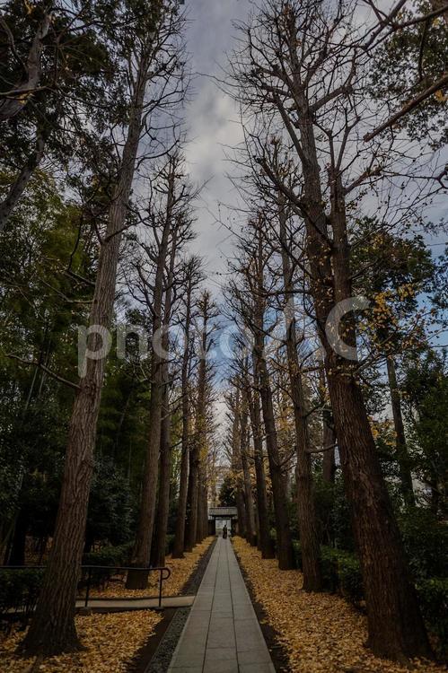 大田墨公園散歩 大田墨公園,杉並区,東京都の写真素材