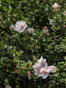 初夏の八重咲きムクゲ 花,植物,ムクゲの写真素材
