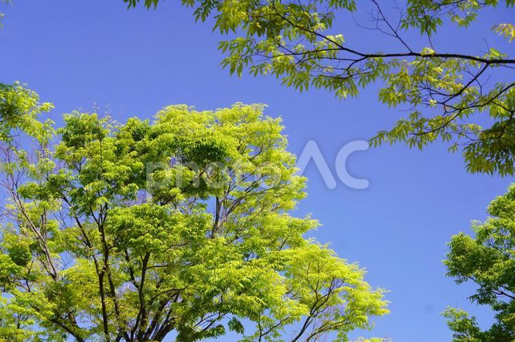 新緑 若葉,植物,5月の写真素材