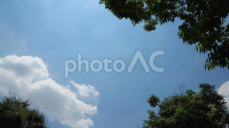 夏の空と新緑 夏,空,雲の写真素材