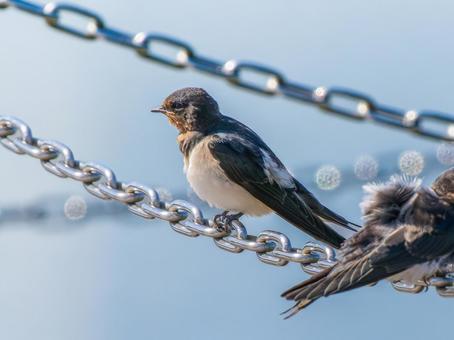 チェーンにとまるツバメ チェーンにとまるツバメ ツバメ,燕,野鳥の写真素材