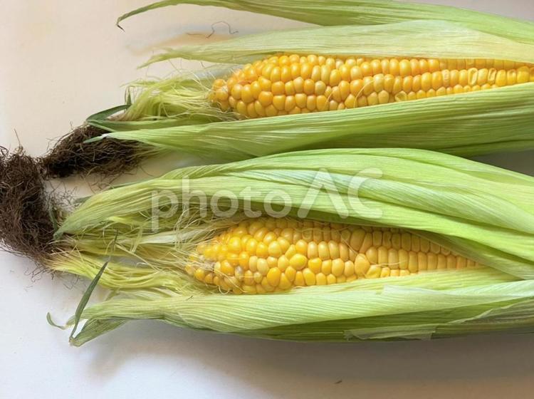 とうもろこし　13230 トウキビ,とうもろこし,食べ物の写真素材