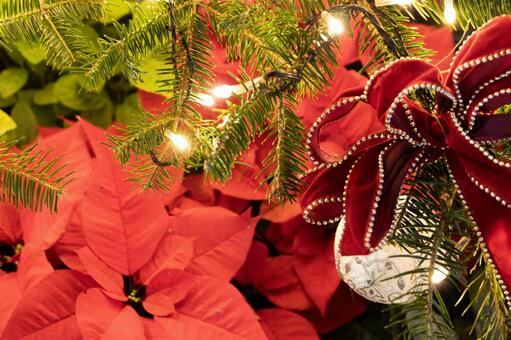 ポインセチア イルミネーション ポインセチア,イルミネーション,クリスマスの写真素材