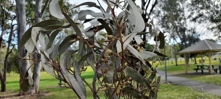 ユーカリの葉 ユーカリの葉 ガムナッツツリー,ガムナッツ,公園の写真素材