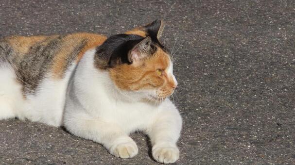 日向ぼっこして寛ぐもふもふな三毛猫 三毛猫,猫,日向ぼっこの写真素材