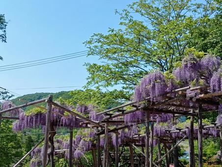 藤 藤棚 北海道 遠軽町 丸瀬布 藤園 藤 藤棚 北海道 遠軽町 丸瀬布 藤園の写真