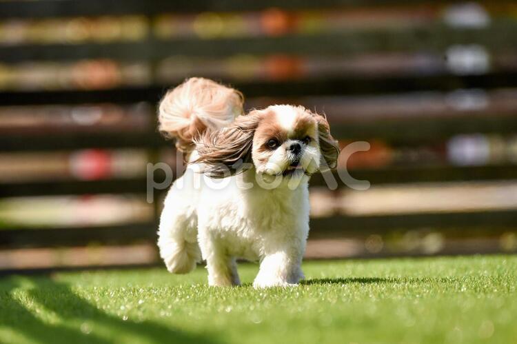 ドッグランで遊ぶシーズー シーズー,シー・ズー,愛犬の写真素材