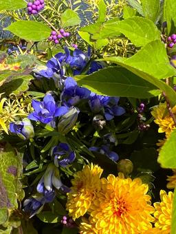 秋色の植物 秋色の植物 花,秋,背景の写真素材