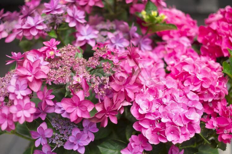 風変わりなアジサイ あじさい,アジサイ,紫陽花の写真素材