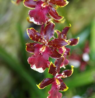 オドントシジウム ワイルドキャット ボ~ オドントシジウム,ワイルドキャット,ボブキャットの写真素材