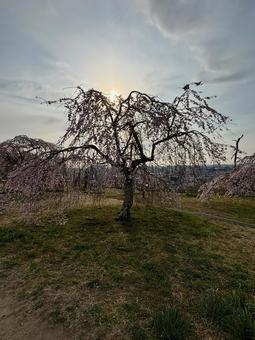 仙台三神峯公園の桜④ 仙台三神峯公園の桜④ 青空,桜,公園の写真素材