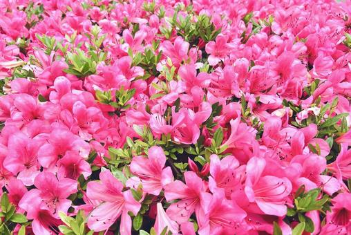 Azalea, JPG Azalea, JPG