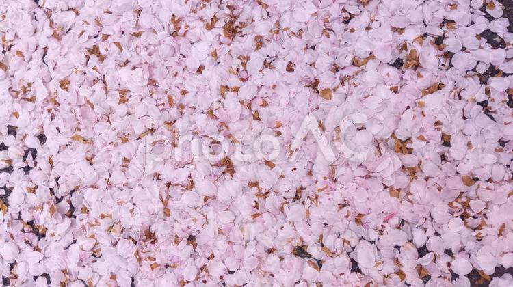 桜　散る　　 桜,散る,地面の写真素材