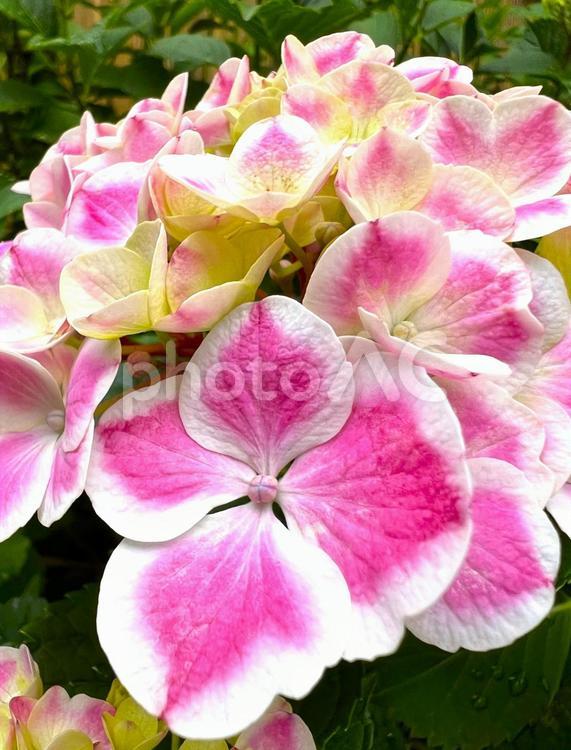 白ふちのアジサイ アジサイ,花,６月の写真素材