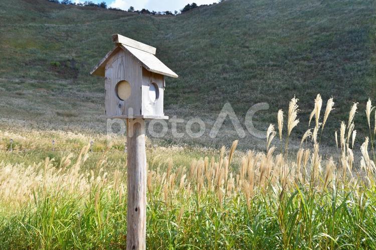 晴れた秋の高原とススキ 秋,高原,風景の写真素材