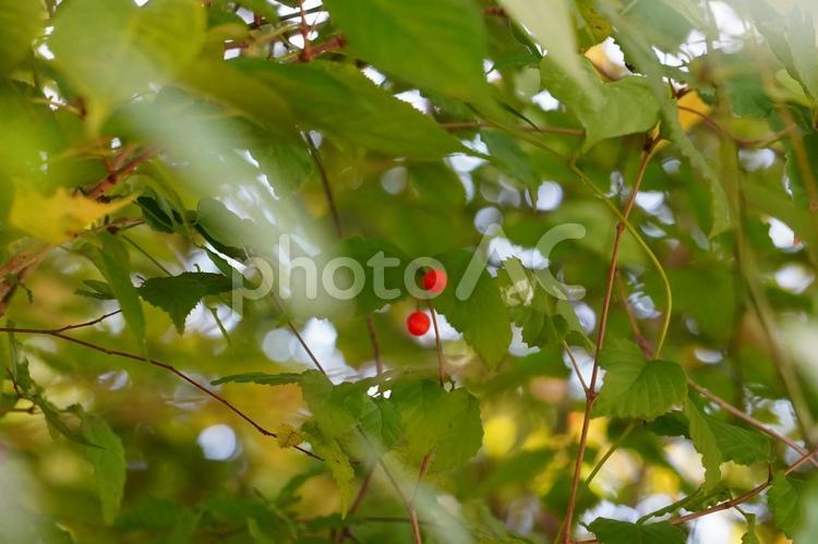 赤い木の実　1 木の実,赤,秋の写真素材