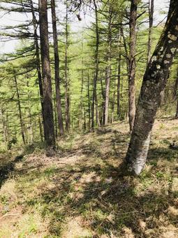 登山 登山の写真