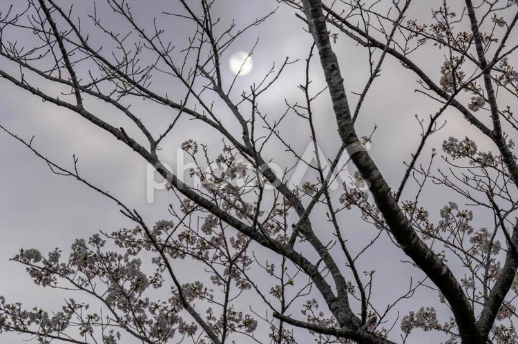 満月と桜の木 満月,月,さくらの写真素材