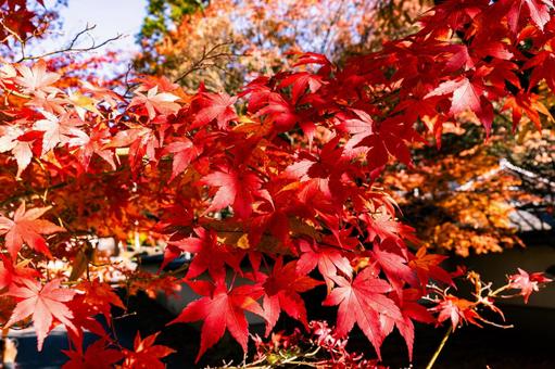 紅葉 紅葉,もみじ,モミジの写真素材