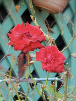 薔薇 薔薇の写真