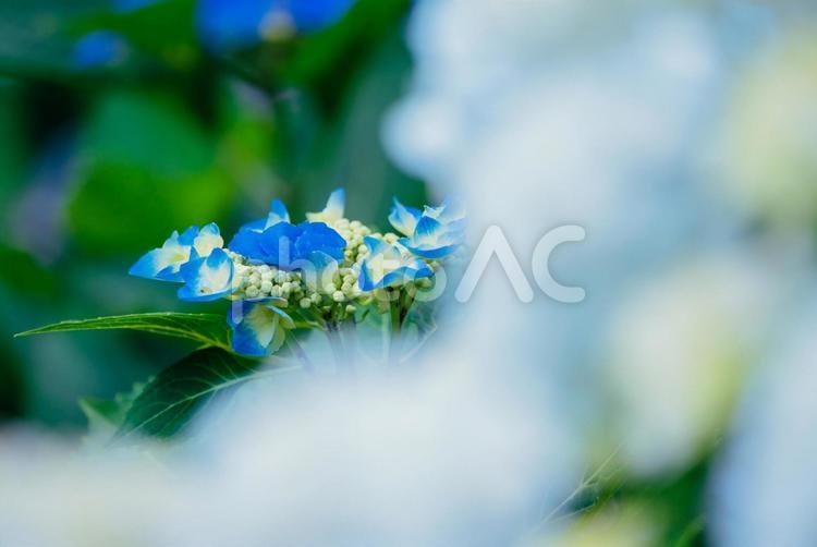 公園に咲くブルーのあじさい 東京,日本,西東京の写真素材