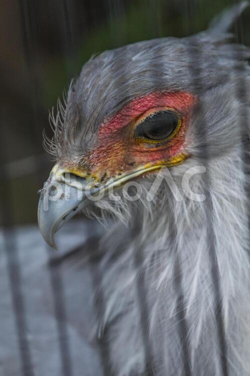 動物園の美しい鶴 ツル,鶴,鳥の写真素材
