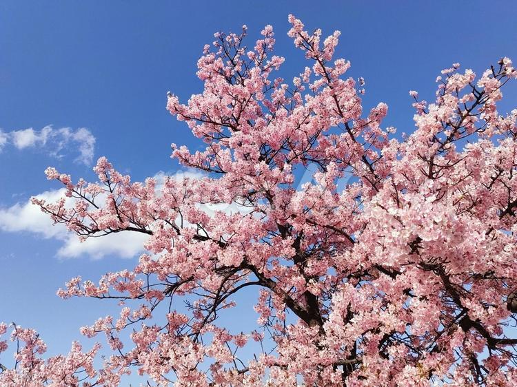 青空と雲と満開の河津桜 河津桜,桜,サクラの写真素材