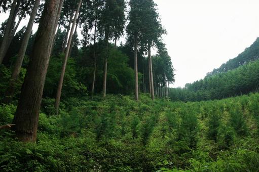 森の風景(植樹された杉) 森の風景(植樹された杉) 山,森,森林の写真素材