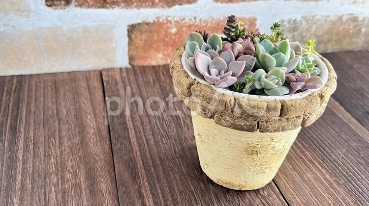 多肉植物の寄せ植え 多肉植物,寄せ植え,リメイク鉢の写真素材